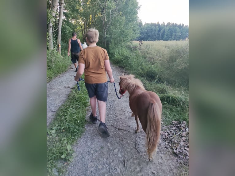 Shetland Ponys Mix Hengst 1 Jahr 87 cm Fuchs in Treuen