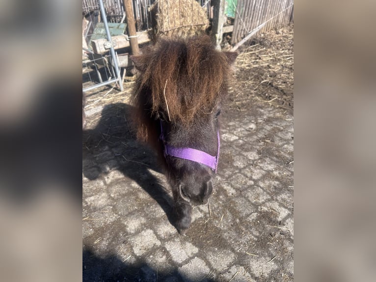 Shetland Ponys Hengst 1 Jahr 87 cm Rappe in Bad Feilnbach