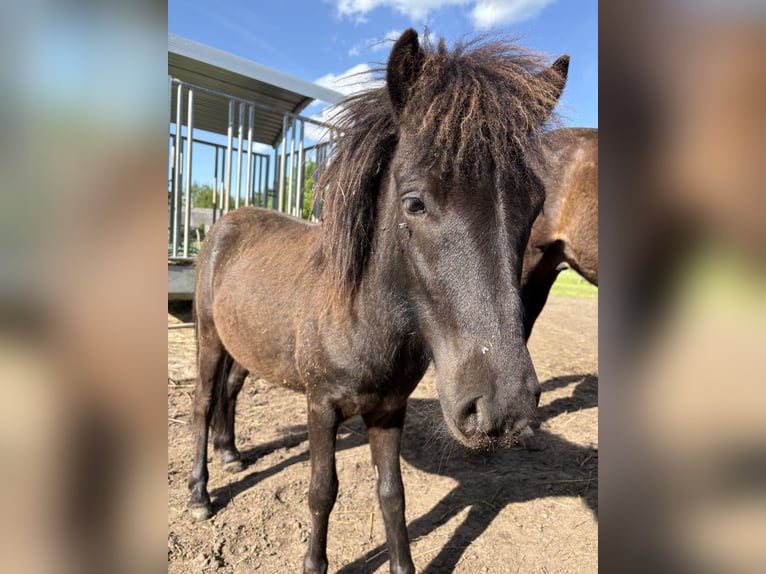 Shetland Ponys Hengst 1 Jahr 90 cm Dunkelbrauner in Kolkwitz