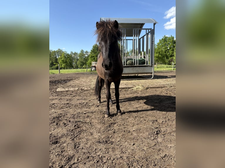 Shetland Ponys Hengst 1 Jahr 90 cm Dunkelbrauner in Kolkwitz