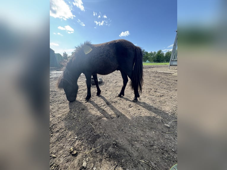 Shetland Ponys Hengst 1 Jahr 90 cm Dunkelbrauner in Kolkwitz