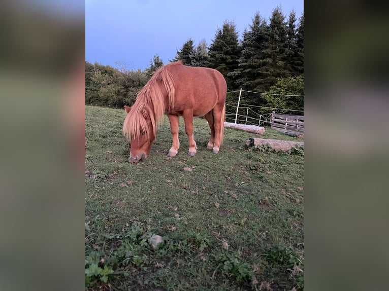 Shetland Ponys Hengst 1 Jahr 90 cm Fuchs in N&#xFC;mbrecht