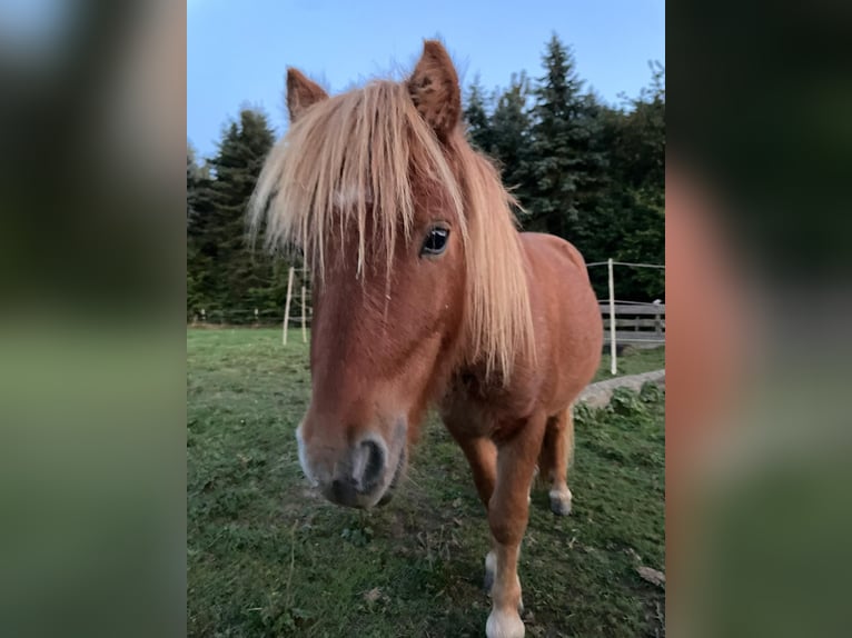 Shetland Ponys Hengst 1 Jahr 90 cm Fuchs in N&#xFC;mbrecht