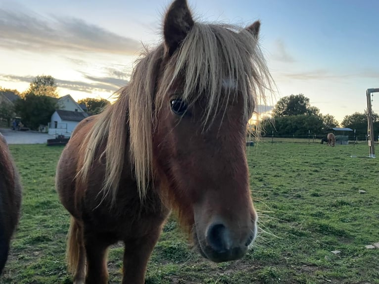 Shetland Ponys Hengst 1 Jahr 90 cm Fuchs in N&#xFC;mbrecht