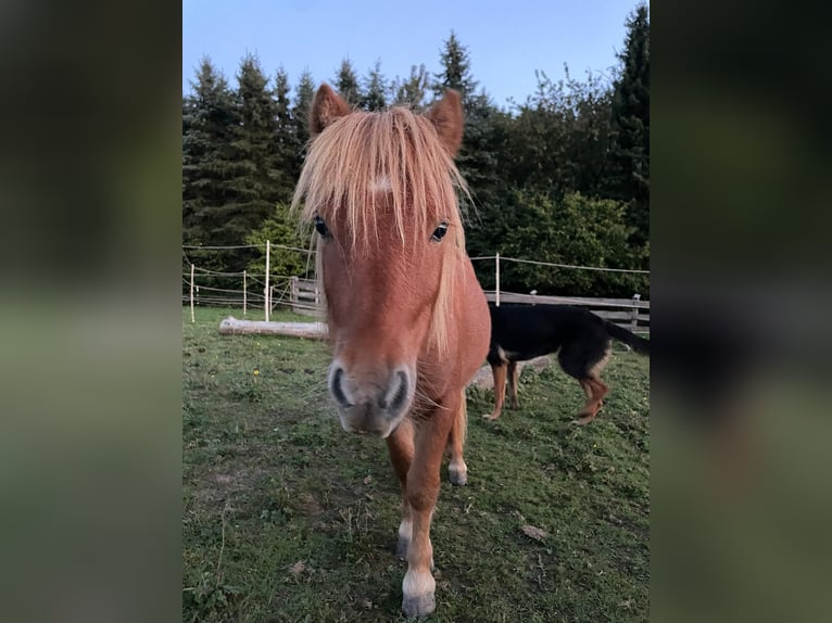Shetland Ponys Hengst 1 Jahr 90 cm Fuchs in N&#xFC;mbrecht