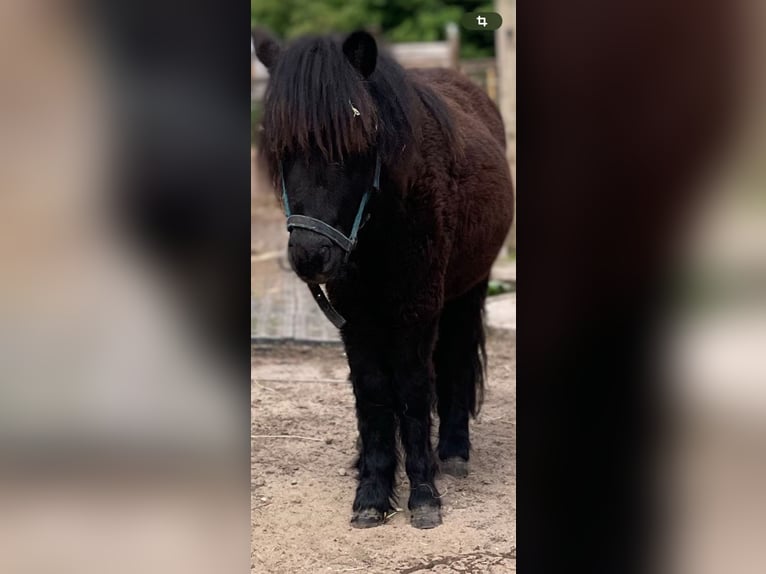 Shetland Ponys Hengst 1 Jahr 90 cm Rappe in Norderstedt