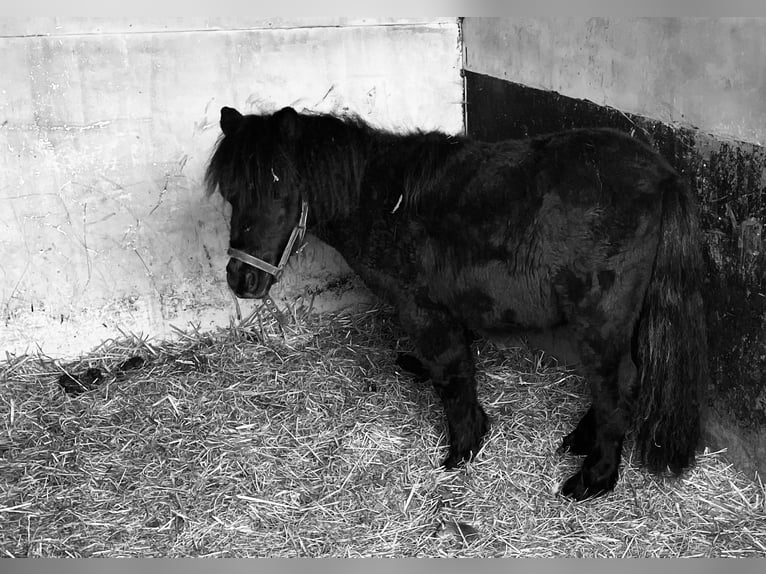 Shetland Ponys Hengst 1 Jahr 90 cm Rappe in Norderstedt