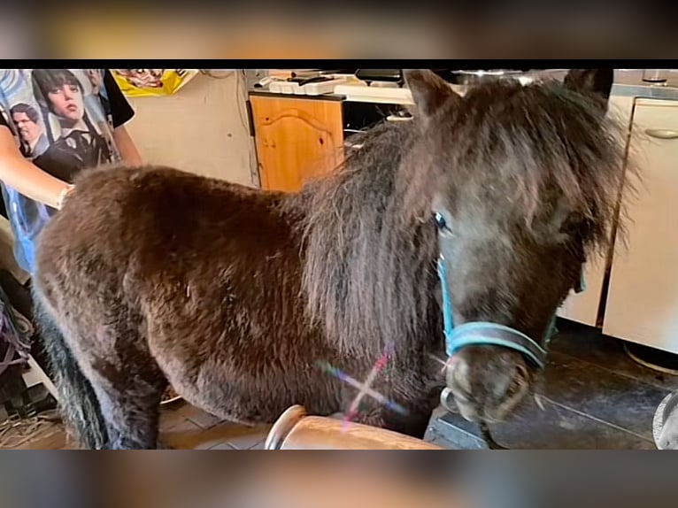 Shetland Ponys Hengst 1 Jahr 90 cm Rappe in Norderstedt