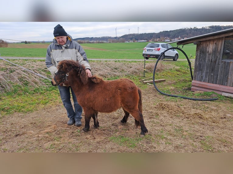 Shetland Ponys Hengst 1 Jahr 91 cm Dunkelbrauner in Rain