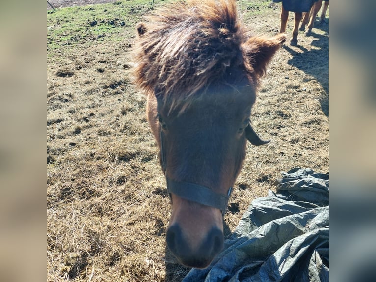 Shetland Ponys Hengst 1 Jahr 91 cm Dunkelbrauner in Rain