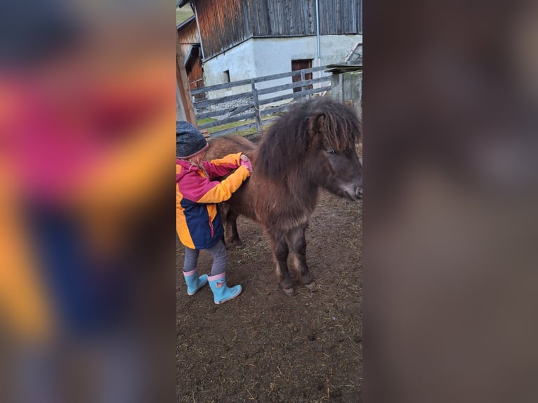 Shetland Ponys Hengst 1 Jahr 95 cm Brauner in Zams/Falterschein