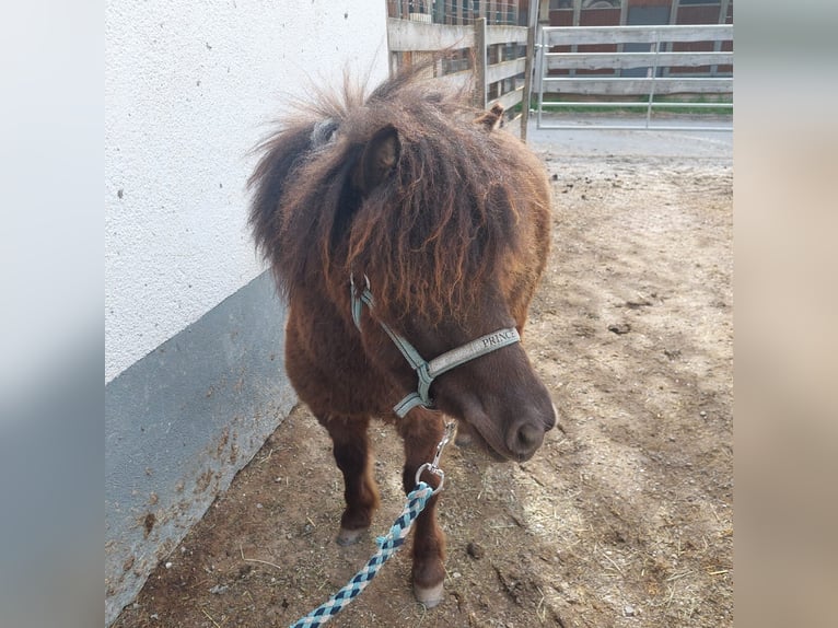 Shetland Ponys Hengst 1 Jahr 95 cm Brauner in Zams/Falterschein