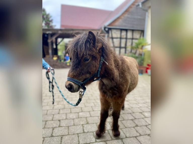 Shetland Ponys Hengst 1 Jahr 95 cm in Forchtenberg