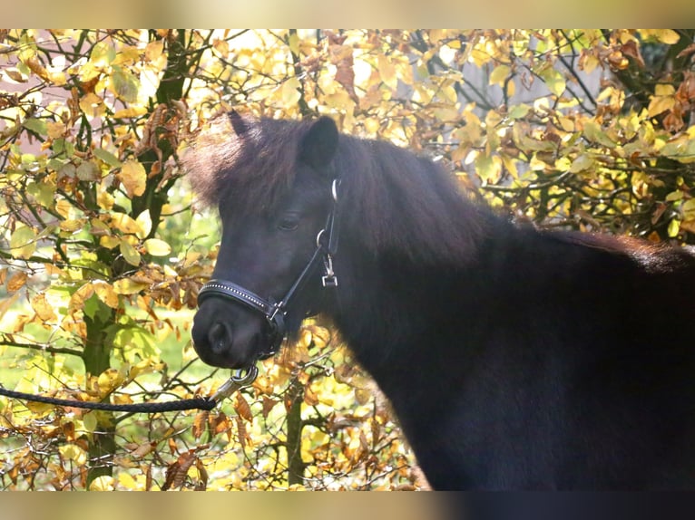 Shetland Ponys Hengst 1 Jahr 95 cm Rappe in Recke, bei Osnabr&#xFC;ck