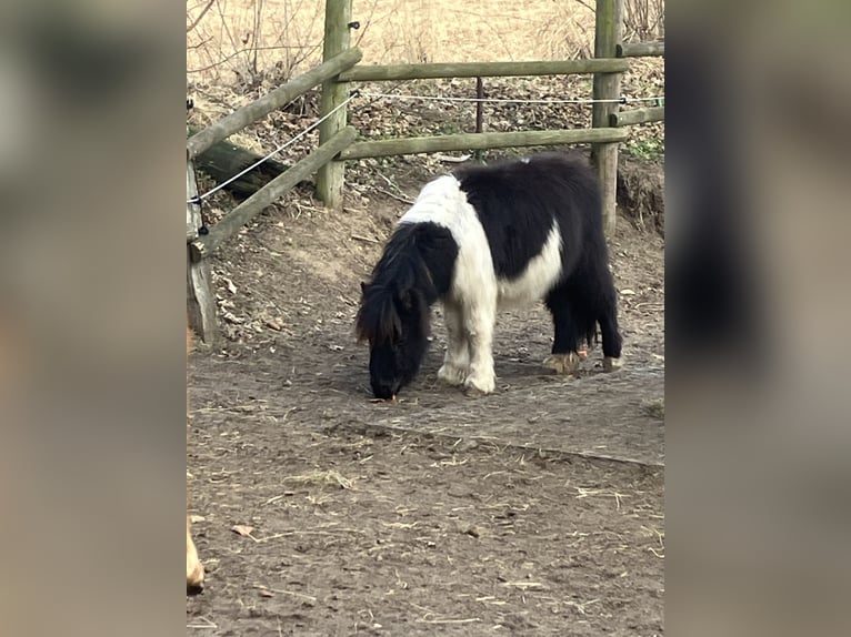 Shetland Ponys Hengst 1 Jahr 95 cm Schecke in Hamburg