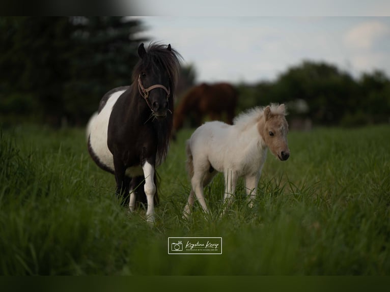 Shetland Ponys Hengst 1 Jahr 95 cm Schecke in Mülheim-Kärlich