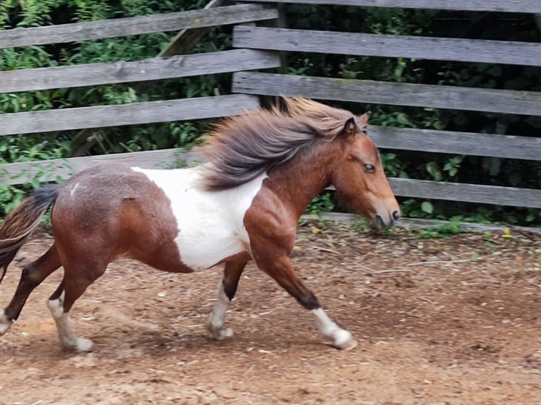 Shetland Ponys Hengst 1 Jahr 99 cm Schecke in M&#xFC;hlhausen