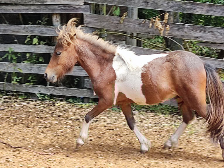 Shetland Ponys Hengst 1 Jahr 99 cm Schecke in M&#xFC;hlhausen