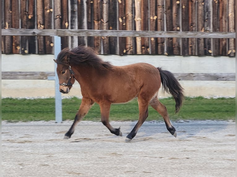 Shetland Ponys Hengst 1 Jahr Brauner in Sankt Georgen, Chiemgau