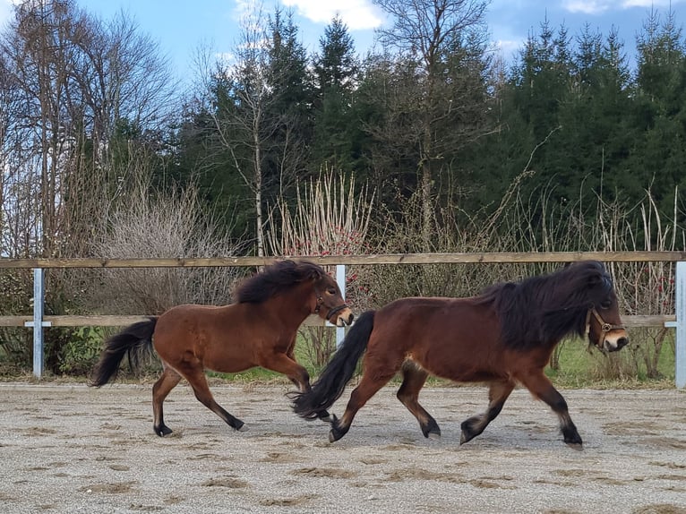 Shetland Ponys Hengst 1 Jahr Brauner in Sankt Georgen, Chiemgau