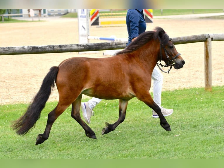 Shetland Ponys Hengst 1 Jahr Brauner in Sankt Georgen, Chiemgau