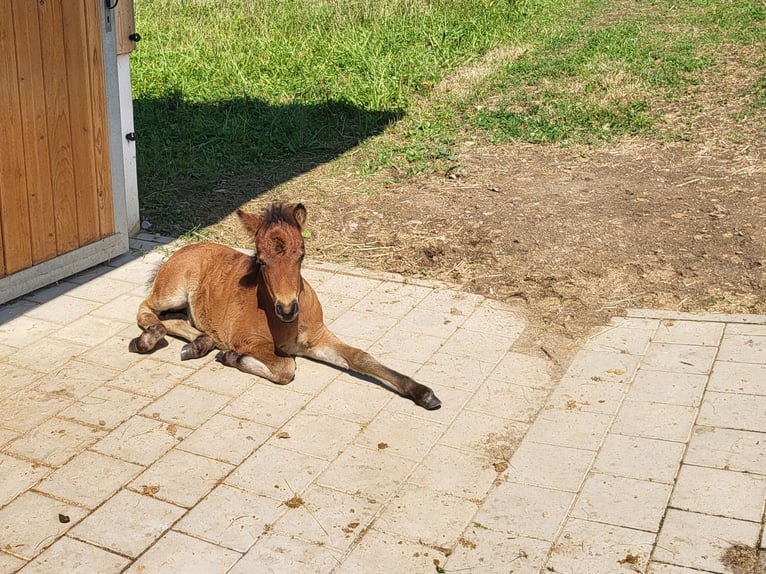 Shetland Ponys Hengst 1 Jahr Brauner in Sankt Georgen, Chiemgau