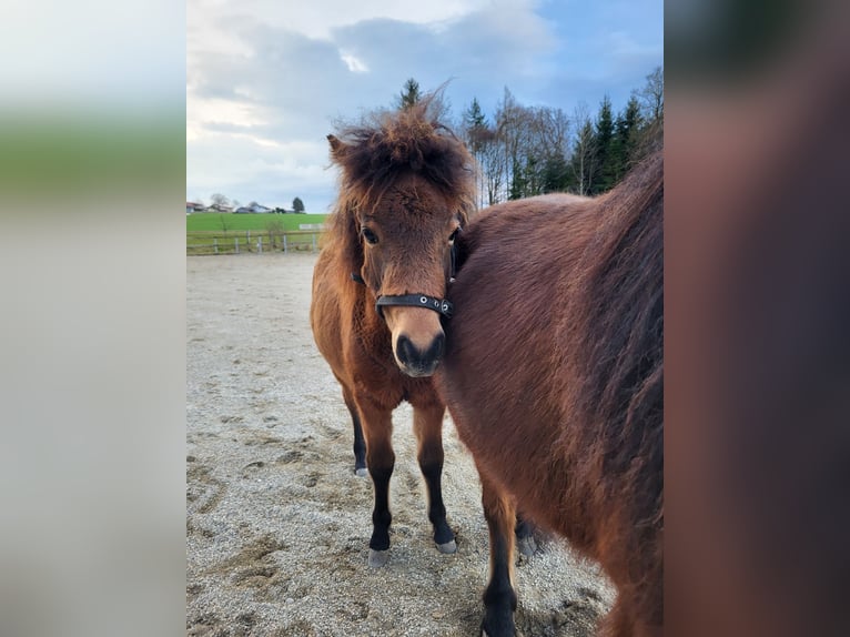 Shetland Ponys Hengst 1 Jahr Brauner in Sankt Georgen, Chiemgau