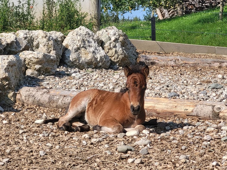 Shetland Ponys Hengst 1 Jahr Brauner in Sankt Georgen, Chiemgau