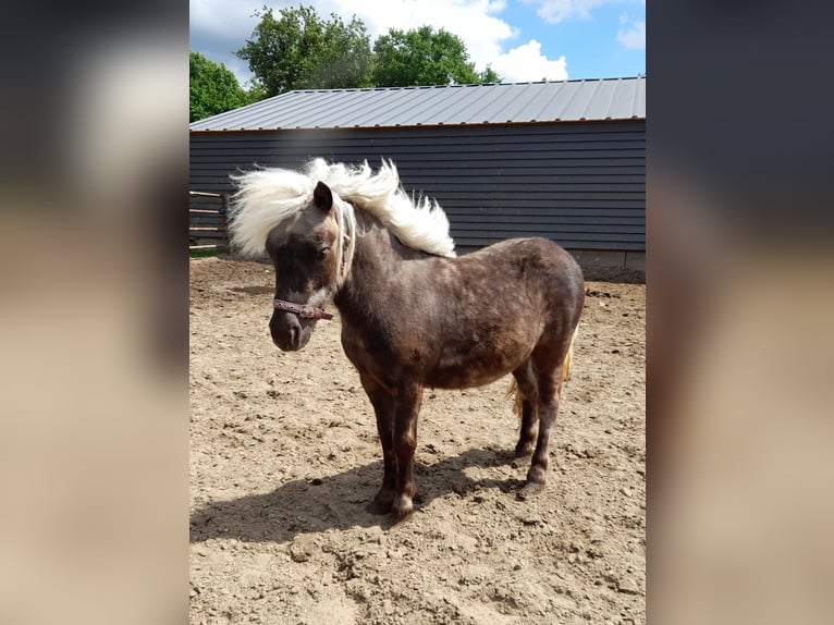 Shetland Ponys Hengst 1 Jahr in Veenendaal