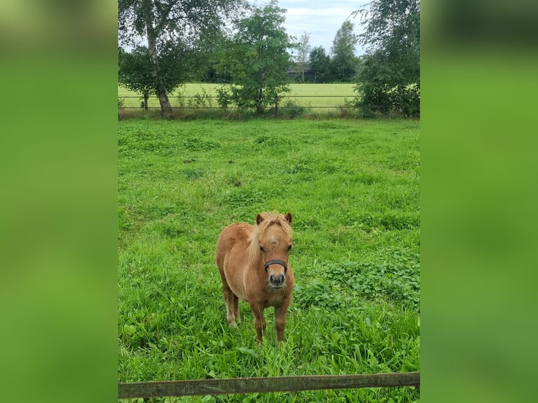 Shetland Ponys Hengst 1 Jahr in Vroomshoop