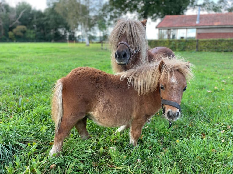 Shetland Ponys Hengst 1 Jahr in Vroomshoop