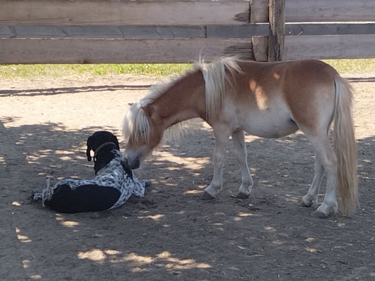 Shetland Ponys Hengst 1 Jahr Fuchs in Seyring