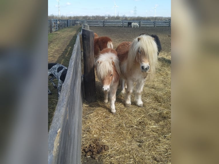 Shetland Ponys Hengst 1 Jahr Fuchs in Seyring