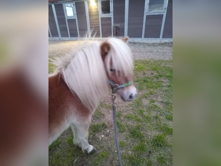 Shetland Ponys Hengst 1 Jahr Fuchs in Seyring