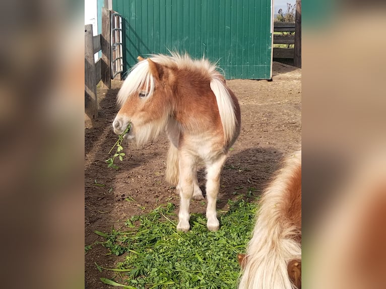 Shetland Ponys Hengst 1 Jahr Fuchs in Seyring