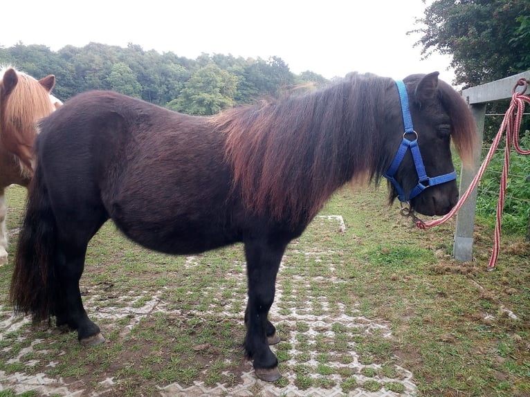 Shetland Ponys Hengst 1 Jahr Rappe in Kiel