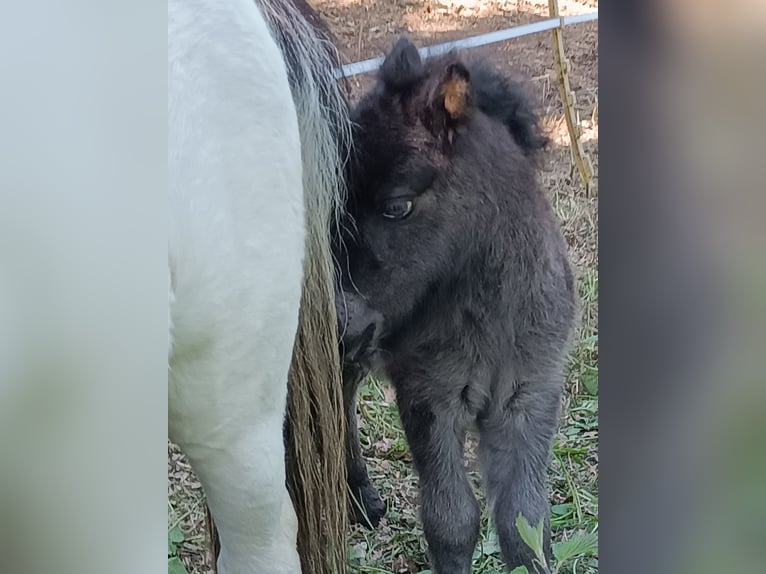 Shetland Ponys Hengst 1 Jahr Rappe in Kiel