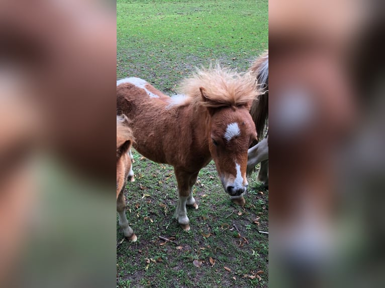 Shetland Ponys Hengst 1 Jahr in Trittau