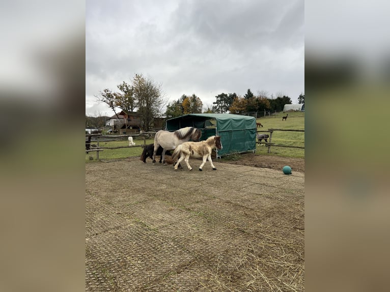 Shetland Ponys Hengst 20 Jaar 105 cm Gevlekt-paard in Dautphetal
