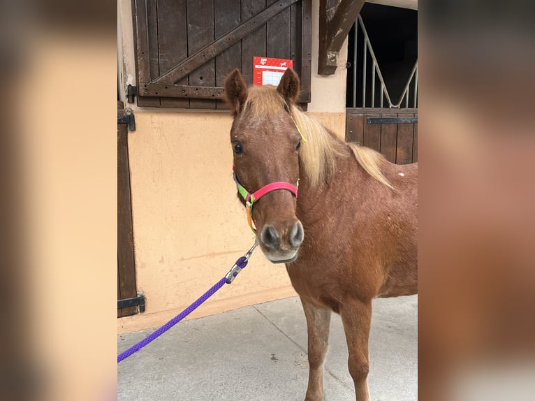 Shetland Ponys Hengst 20 Jahre 116 cm Dunkelfuchs in CourtenayMorestel