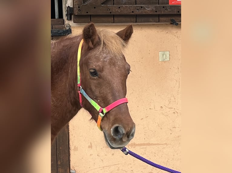 Shetland Ponys Hengst 21 Jahre 116 cm Dunkelfuchs in CourtenayMorestel