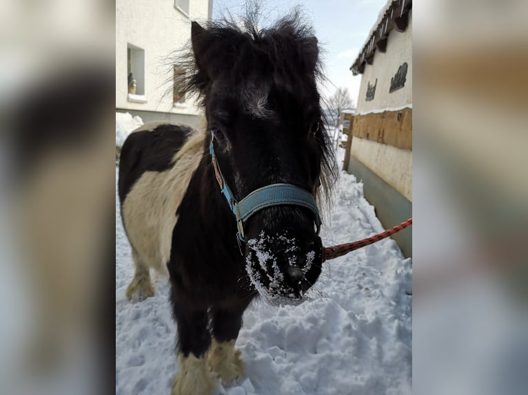 Shetland Ponys Hengst 22 Jaar 140 cm Gevlekt-paard in Hemer