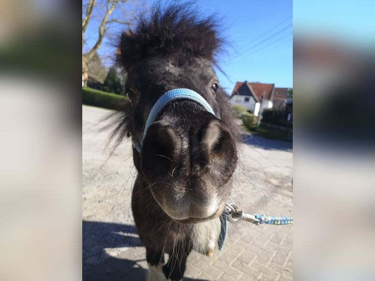 Shetland Ponys Hengst 22 Jaar 140 cm Gevlekt-paard in Hemer