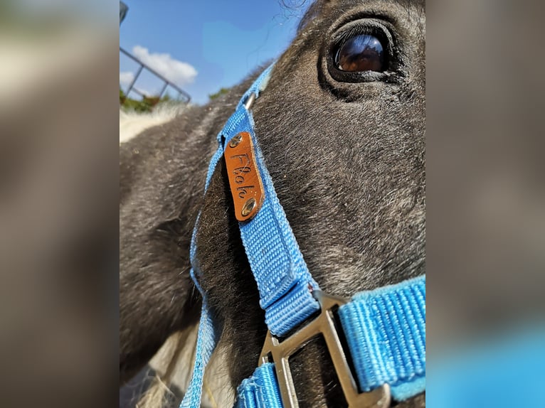 Shetland Ponys Hengst 22 Jaar 140 cm Gevlekt-paard in Hemer