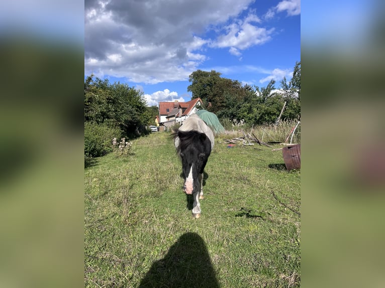 Shetland Ponys Hengst 25 Jahre 100 cm Schecke in Michendorf
