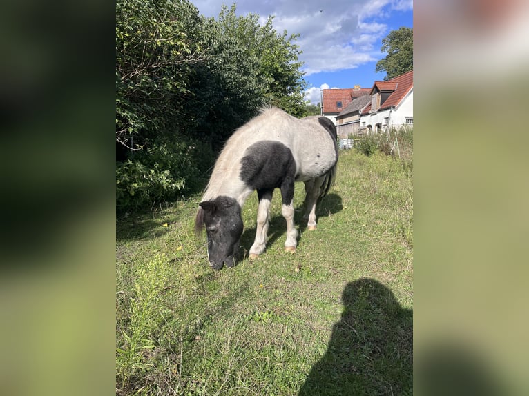Shetland Ponys Hengst 25 Jahre 100 cm Schecke in Michendorf