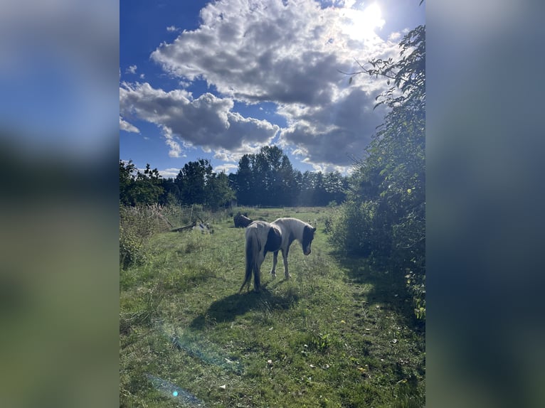 Shetland Ponys Hengst 25 Jahre 100 cm Schecke in Michendorf