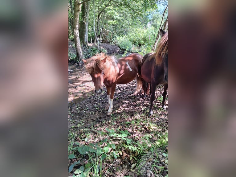 Shetland Ponys Hengst 2 Jaar 100 cm Gevlekt-paard in Michelstadt