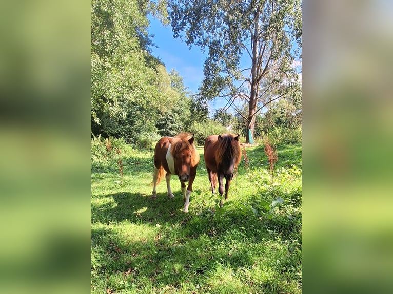 Shetland Ponys Hengst 2 Jaar 100 cm Gevlekt-paard in Michelstadt