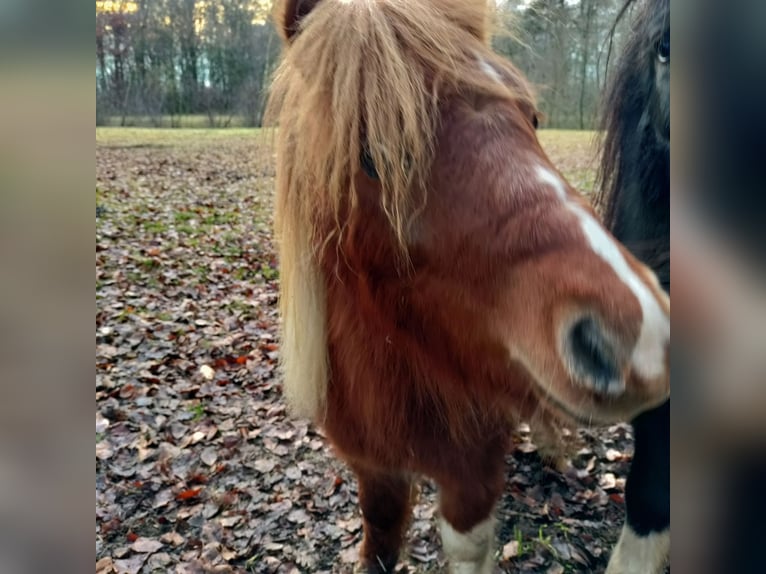Shetland Ponys Hengst 2 Jaar 100 cm Tobiano-alle-kleuren in Hörstel